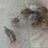 جوجه رسمی خانگی خوشرنگ صحیح وسالم زرنگ