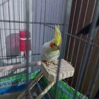 عروس هلندی مهربون