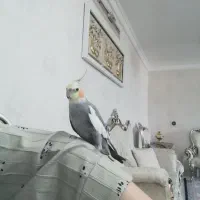 گمشده