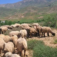 میش بره ، بره قوچ