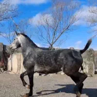 فروش یا معاوضه ۲ راس مادیان خالص کرد