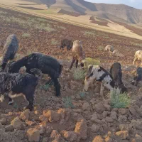 فروش بره کیلویی ۶۵۰