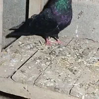 کبوتر ناب و کشیده