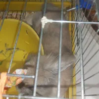 خرگوش