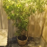 گل بنجامین بزرگ وسرحال تقریبا 2مترو نیم میشه ا