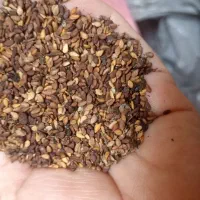 کنجد تمیز ودرجه یک کیلویی چهارصد تومان