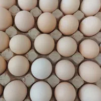 تخم مرغ محلی تازه ، تخم مرغ بومی اصل