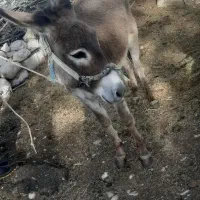 الاغ ماده جوان