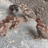 جوجه لاری ۴ تا دانه ای ۵۰۰