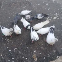 دم سیاه