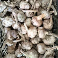 سیربذری درجه یک دانه درشت