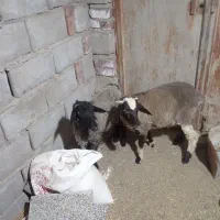 بره نر افشارورمانوف