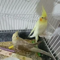 یک جفت عروس هلندی