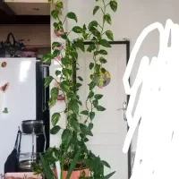 گل طبیعی|گل و گیاه طبیعی|مشهد, پایین خیابان|دیوار