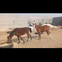 نریون دوسال