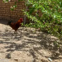 خروس