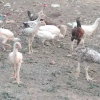 جوجه ی محلی