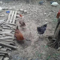 مرغ محلی تخم گذار