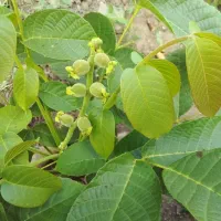 گردد چندلر اصل آذربایجان