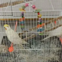 عروس نر و ماده