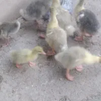 جوجه غاز