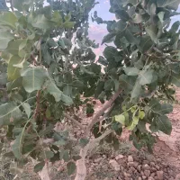 پیوندپسته