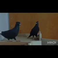 فروش بهبهانی هوایی  زرنگ فسا