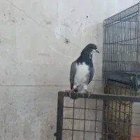 ماده خرقه