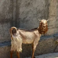بز مهران