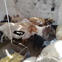یک عدد بره ماده چاق برای کشتار