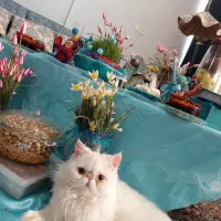 گربه نر برای جفت گیری