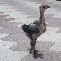 جوجه برهما  و  تخم نطفه دار و جوجه بوقلمون