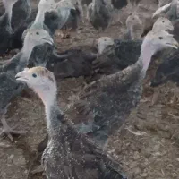 جوجه بوقلمون