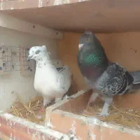 کبوتر جفت عالی مست