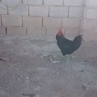 خروس سیاه محلی