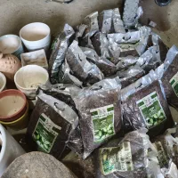 خاک مخصوص گل پردیسان