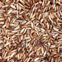 شلتوک بذری درجه یک