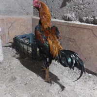 یک عدد خروس لاری
