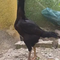 جوجه لاری.اردک اسرائیلی