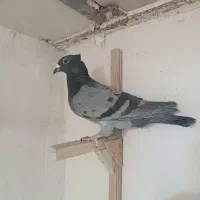 سبز کاکل خارجی