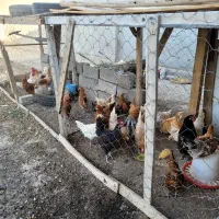 مرغ و خروس محلی نژاد دار