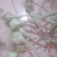 سیر