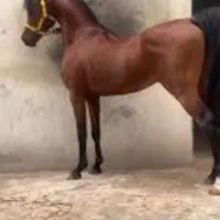 خرید فروش اسب باری