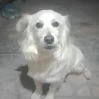 سگ اشپیتز