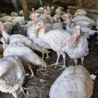 بوقلمون بیوتی