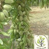 نهالستان بزرگ کوثر بامجوزرسمی