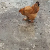 مرغ برهما مرغ و خروس لاری