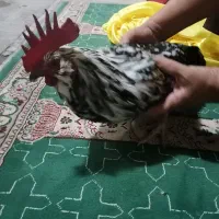 خروس ریشی گلین جوان