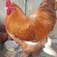 خروس برهما و تخم مرغ برهما