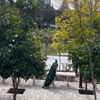 مراقب آقا وخانم/پرستار و بهیار/کارشناسی روانشناسی